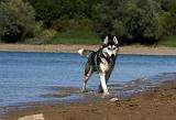 SIBERIAN HUSKY 670